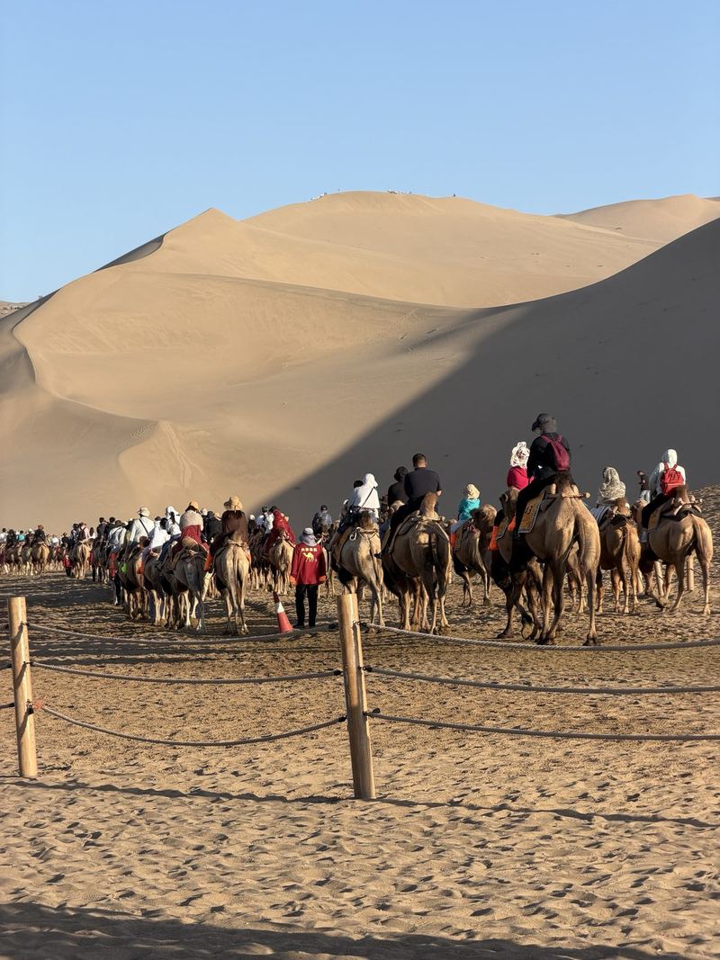 Camel caravan walking along the Mingsha Shan dunes, Dunhuang